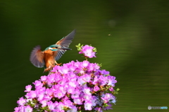 雲仙ツツジとカワセミ