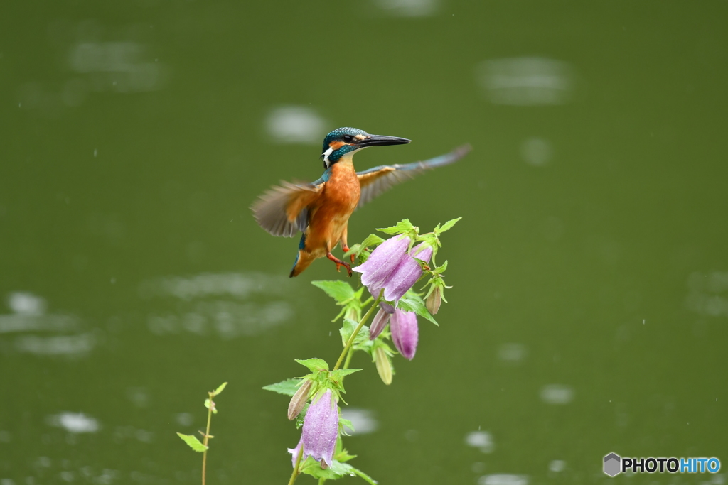 ホタルブクロとカワセミ