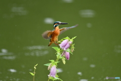 ホタルブクロとカワセミ