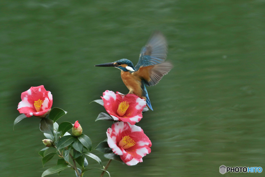 糊こぼし椿とカワセミ