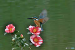 糊こぼし椿とカワセミ