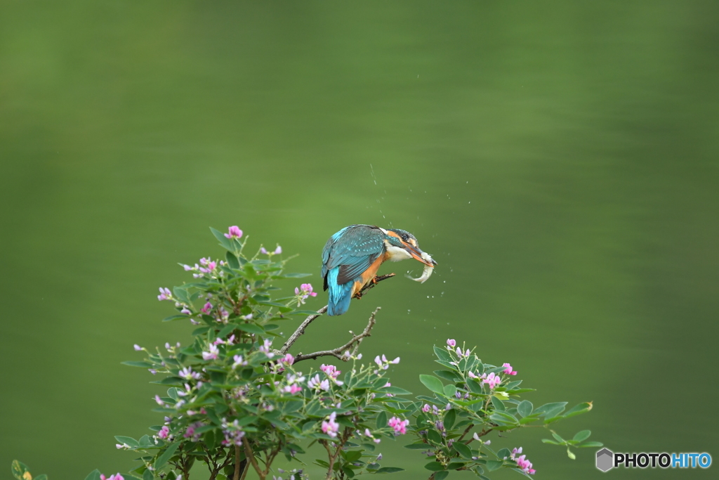 木萩とカワセミ