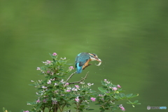 木萩とカワセミ
