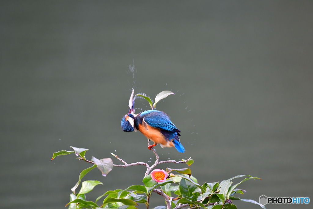 お茶の木とカワセミ