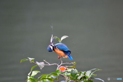 お茶の木とカワセミ