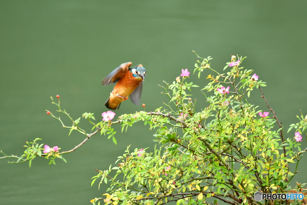野バラとカワセミ