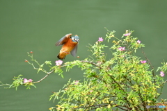 野バラとカワセミ