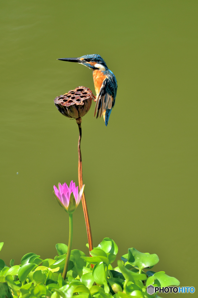 ハスの実とカワセミ