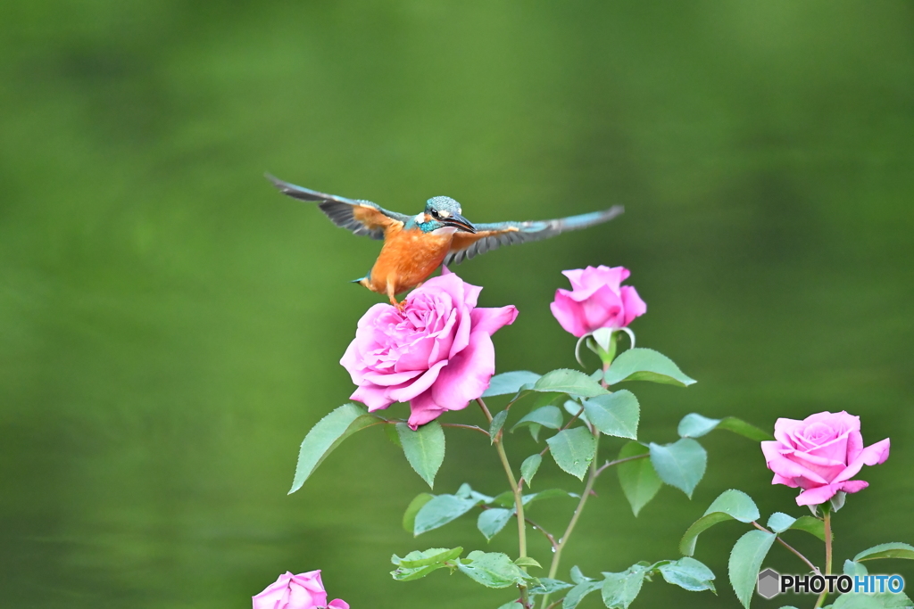 バラとカワセミ