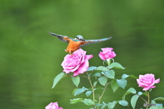 バラとカワセミ