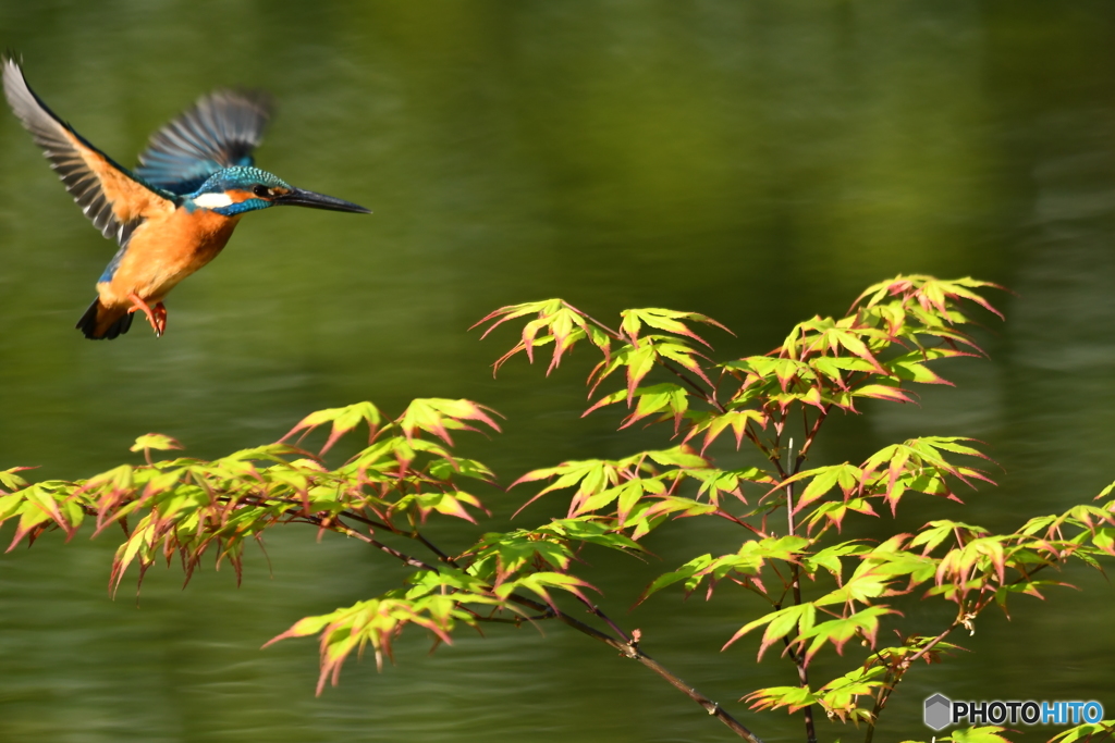 紅葉とカワセミ
