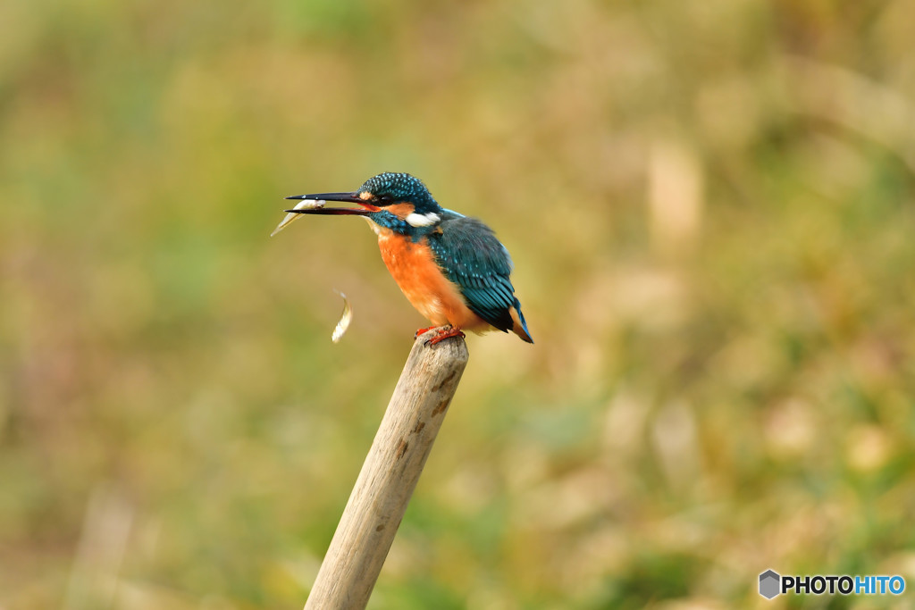 鍬の柄に止まるカワセミ