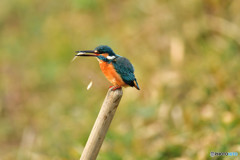 鍬の柄に止まるカワセミ