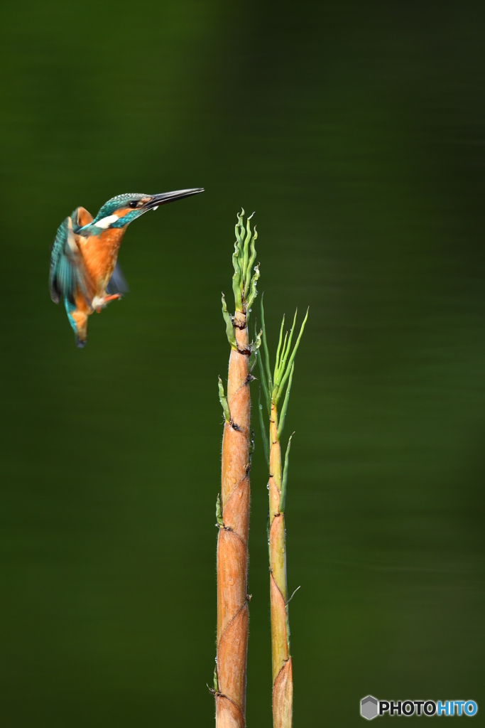 淡竹とカワセミ