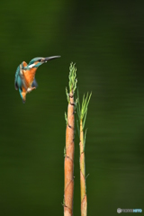 淡竹とカワセミ