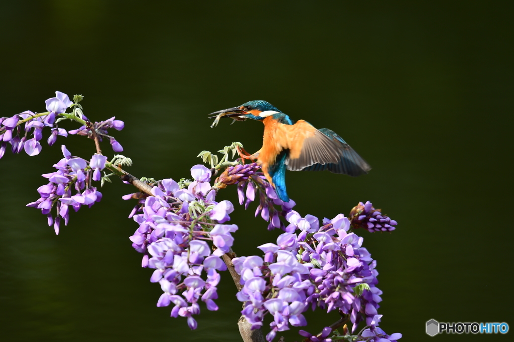 フジの花とカワセミ