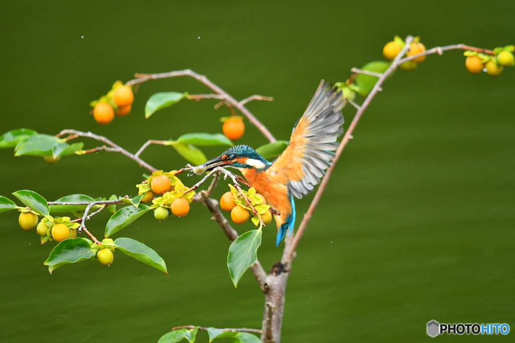 マメガキとカワセミ
