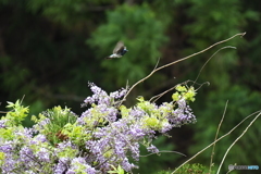 フジの花とオオルリ