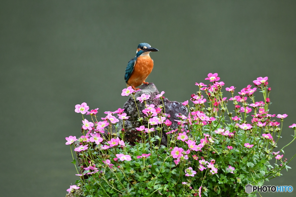 雲間草とカワセミ