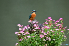 雲間草とカワセミ