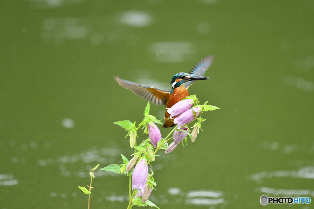 ホタルブクロとカワセミ