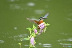 ホタルブクロとカワセミ