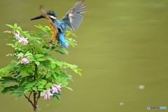 庭フジとカワセミ