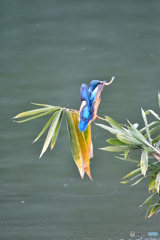 笹とカワセミ