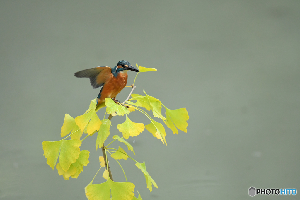銀杏とカワセミ