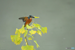 銀杏とカワセミ