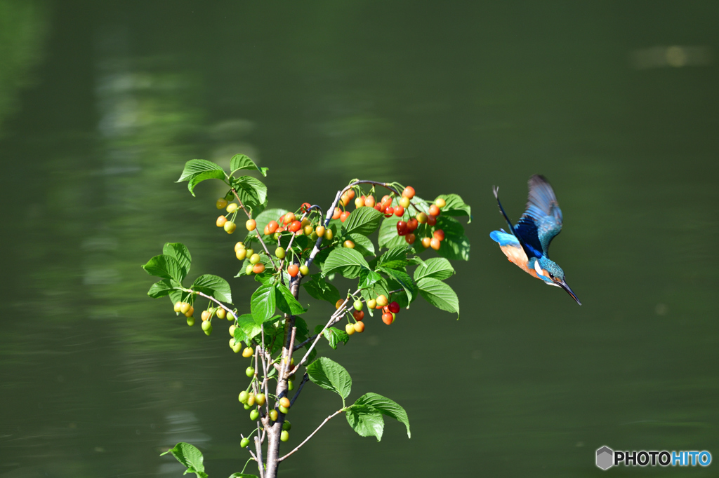 サクランボとカワセミ