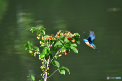 サクランボとカワセミ