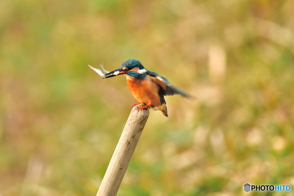 鍬の柄に止るカワセミ