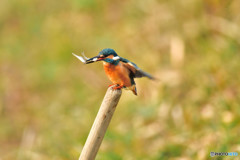 鍬の柄に止るカワセミ