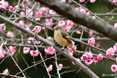 梅とジョウビタキ