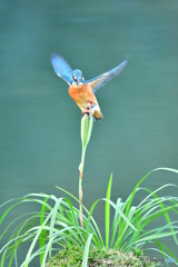 春蘭の実とカワセミ