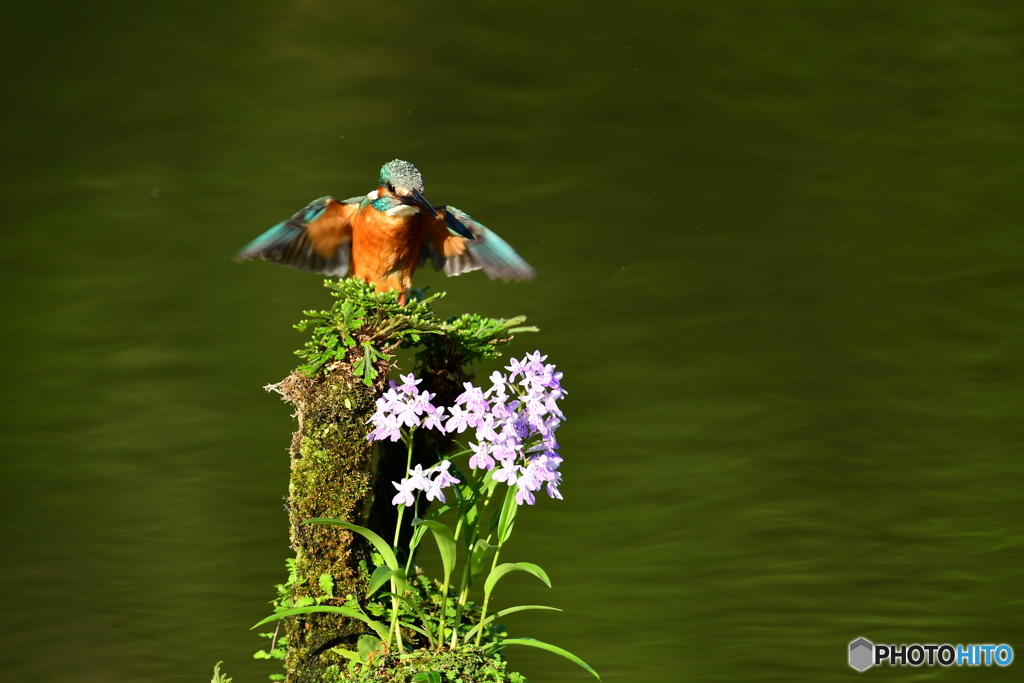 ウチョウランとカワセミ