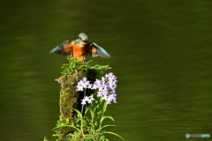 ウチョウランとカワセミ