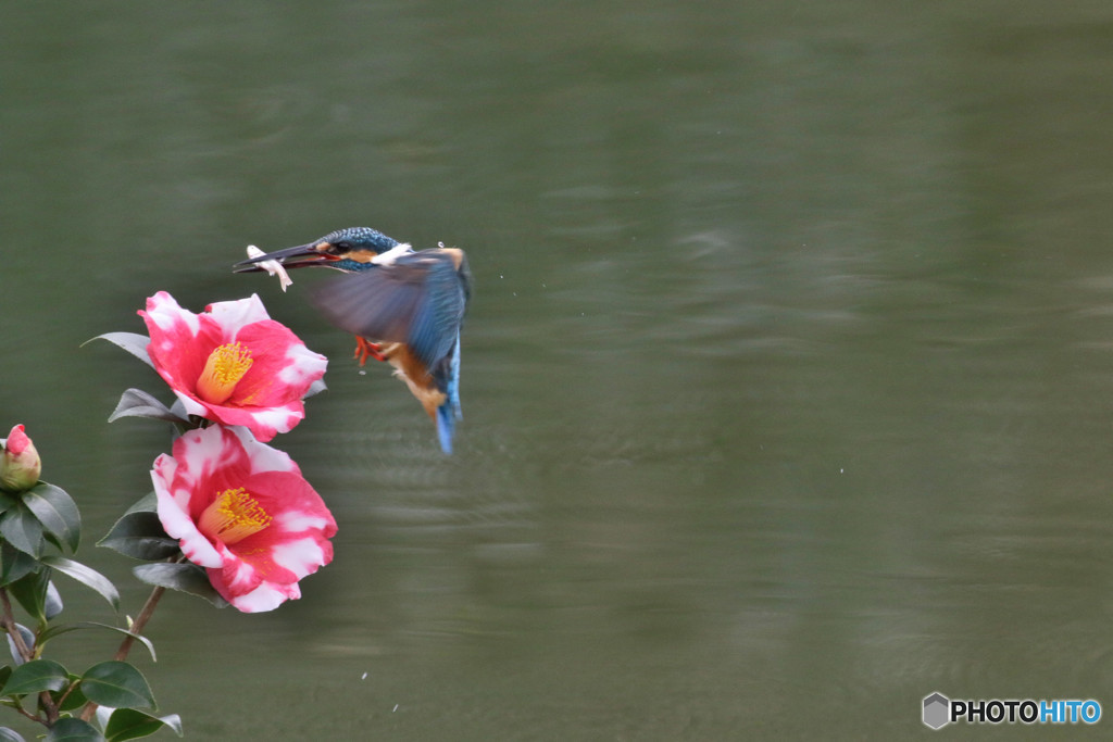 糊こぼし椿とカワセミ