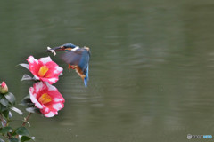 糊こぼし椿とカワセミ