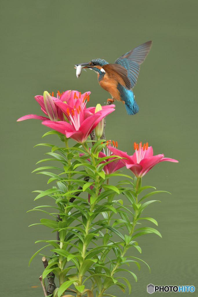 スカシユリとカワセミ
