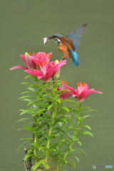 スカシユリとカワセミ