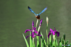 カキツバタとカワセミ