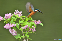紅ウツギとカワセミ