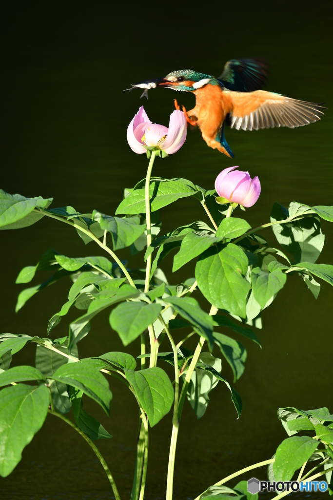 シャクヤクとカワセミ