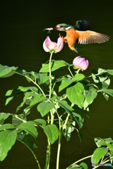 シャクヤクとカワセミ