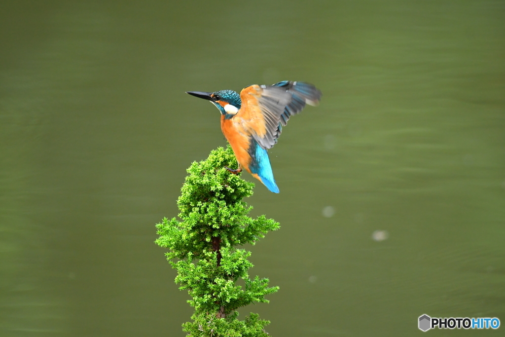 スギとカワセミ