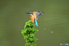 スギとカワセミ