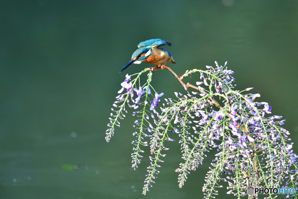 藤の花とカワセミ