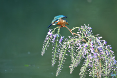 藤の花とカワセミ